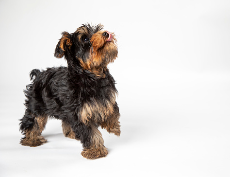 Playful Yorkie puppy on a white background looking up and hopping