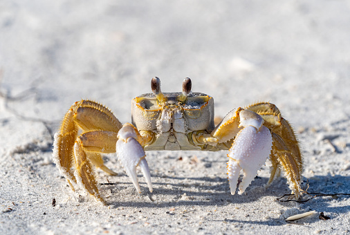 Spider crabs (Maja brachydactyla) coming ashore off the Welsh coast