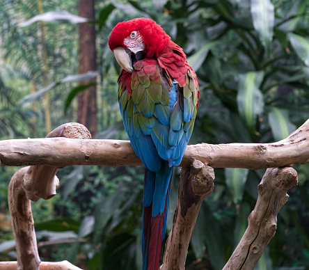 Vivid colours of a mostly red bird