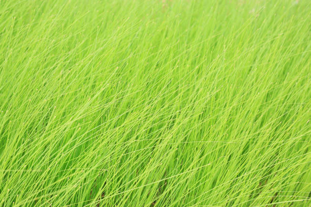 Close-up view of green grass lawn texture on golf course field