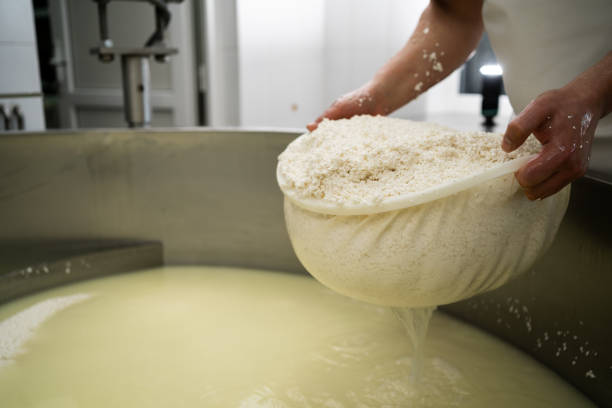 A cheesemaker prepares a form of Parmesan cheese using fresh curd. Cheese-making, separating the curds and whey. A cheesemaker prepares a form of Parmesan cheese using fresh curd. Cheese-making, separating the curds and whey. Copy space dairy producer stock pictures, royalty-free photos & images