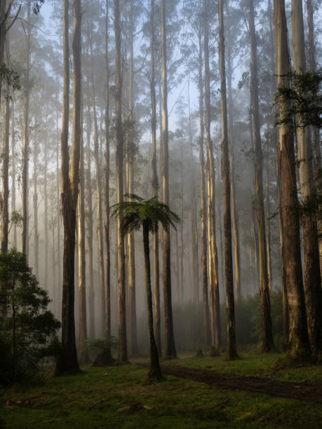 istock Mystical trees and tree ferns 1485579958