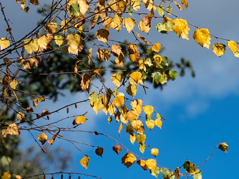 Individual yellow autumn leaves against a sky backdrop