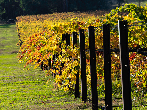 Autumn colours in the vineyard