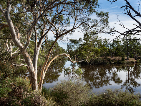 River reflections early morning on the Wimmera River in rural Victoria