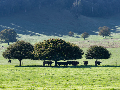 Cows in meadow sheltering under tree