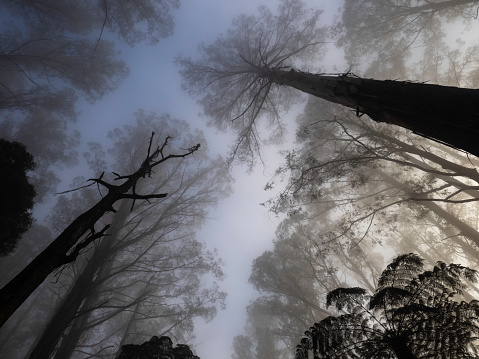 Looking up at tall Mountain Ash tree canopy in fog on the Black Spur Victoria