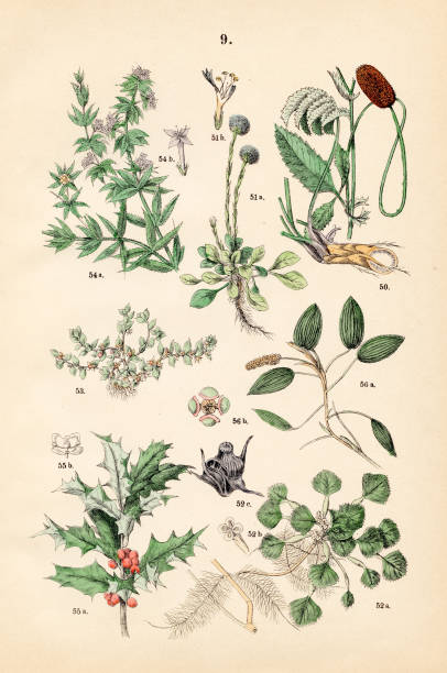 istock Great burnet, globe daisy, water caltrop, chaffweed, blue madder, english holly, pondweed - Botanical illustration 1883 1485585829