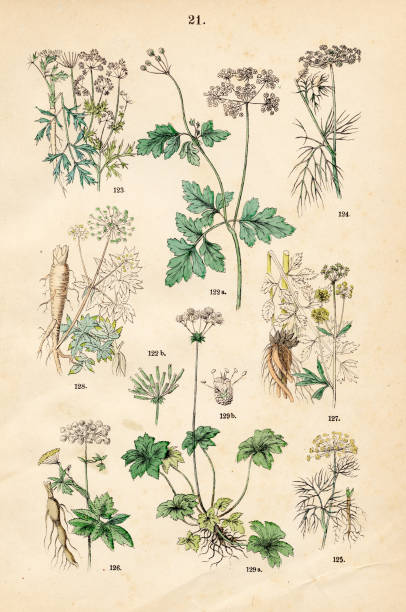 Chervil, parsley, fennel, dill, masterwort, lovage, garden angelica, wood sanicle - Botanical illustration 1883 An original plate from the book "Pflanzen-Atlas Linnéschen System" - Carl Hofman 1883 lovage stock illustrations