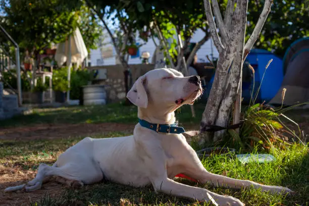 Photo of Dogo argentina dog is sunbathing.