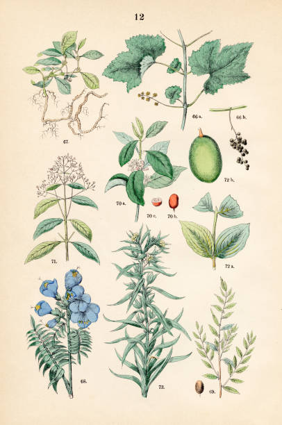 istock Grape wine, ipecac, Jacob’s ladder, jujube, arabian coffee, quinine, strychnine tree - Botanical illustration 1883 1485586249