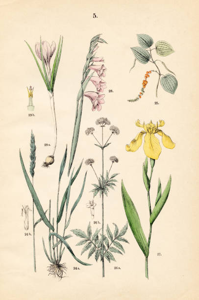 ilustraciones, imágenes clip art, dibujos animados e iconos de stock de hierba vernal dulce, pimienta negra, amarillo valeriana, bandera de maíz, azafrán de primavera - ilustración botánica 1883 - sweet grass