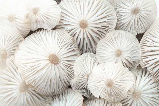 macro of a portobello mushroom