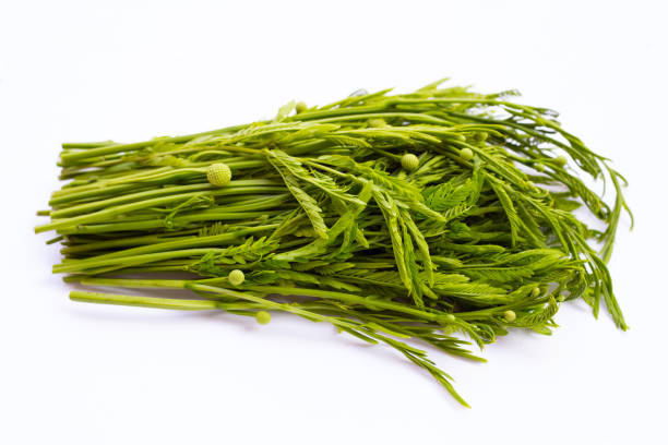 istock Leucaena leucocephala isolated on white background 1485591488