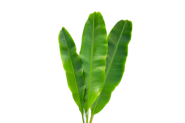 istock Fresh banana leaves on white background. 1485592260