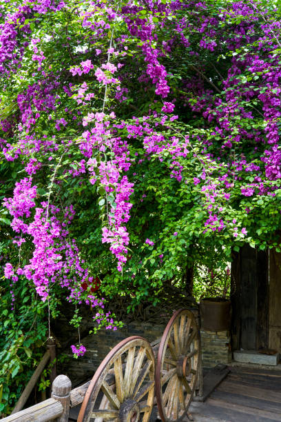 istock Bougainvillea blooming on the riverside corridor 1485593680