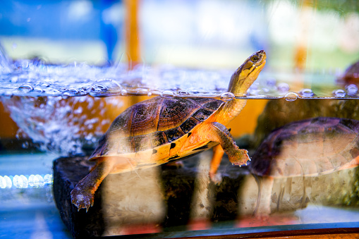 Close-up of pet water turtle in breeding tank