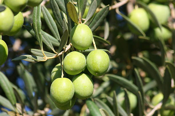 зеленый оливками на дереве - olive tree olive oil tree california стоковые фото и изображения