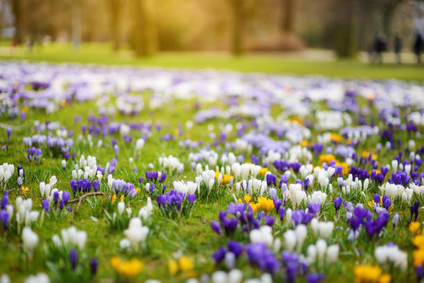 istock Blooming crocus flowers in the park. Spring landscape. 1485595280