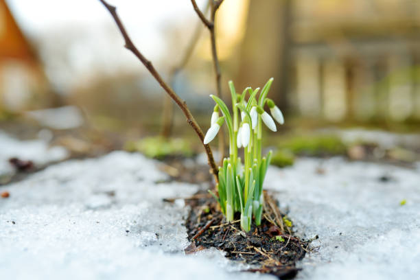 istock Spring snowdrop flowers blossoming outdoors. 1485595455