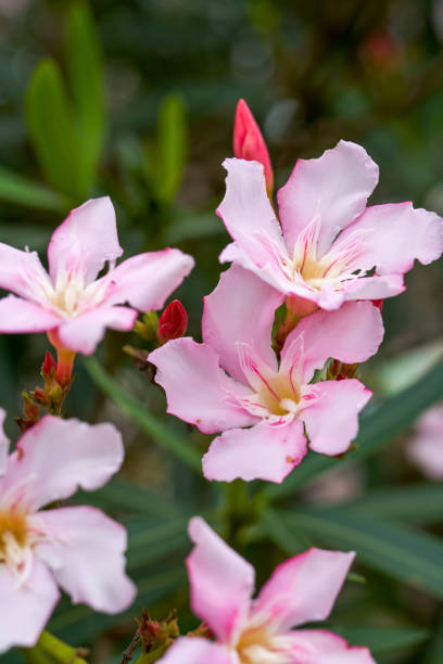 istock A oleander tree full of flowers, oleander flowers in full bloom 1485595884