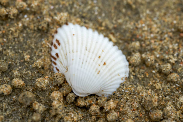 istock Macro close-up of seashells on the beach 1485602029