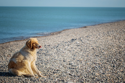 funny homeless dog on sea beach
