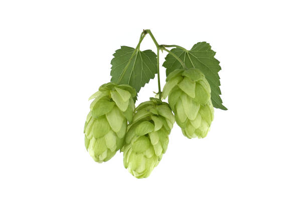 istock Common Hop plant (Humulus lupulus) 1485605872