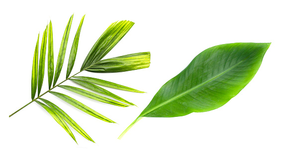 Fresh palm leaves with banana leaf on white background.