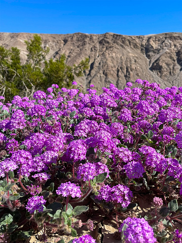 This vast desert area of Southern California offer miles and miles of exploration. The Anza Borrego Desert State Park is visited by many who visit Southern California. After many rains the desert has come alive with color.