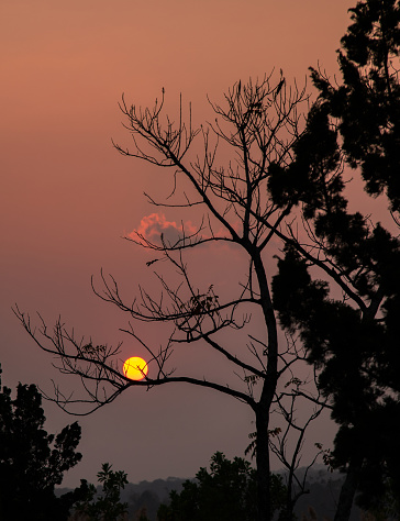 Silhouette photo of a tree with beautiful branches in the sunset, Bao Loc city, Lam Dong province