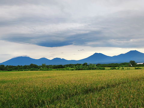 Ripe rice paddy field against mountain and the blue sky in Banyuwangi, Indonesia. Nature and landscape photography.