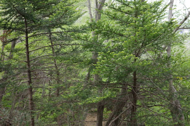 istock Satoyama landscape, fresh green fir forest 1485611689