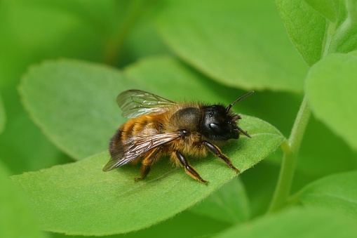 Natural closeup closeup on a fresh emerged female red mason bee, Osmua rufa sitting on a green leaf