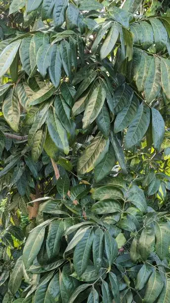 Swietenia macrophylla leaves, commonly known as mahogany