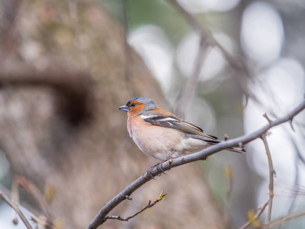 istock Common chaffinch, Fringilla coelebs, sits on a tree. Common chaffinch in wildlife. 1485621731