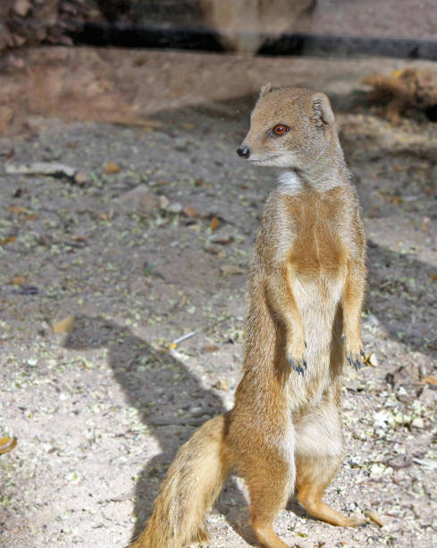 istock Meerkat looking away 148562385