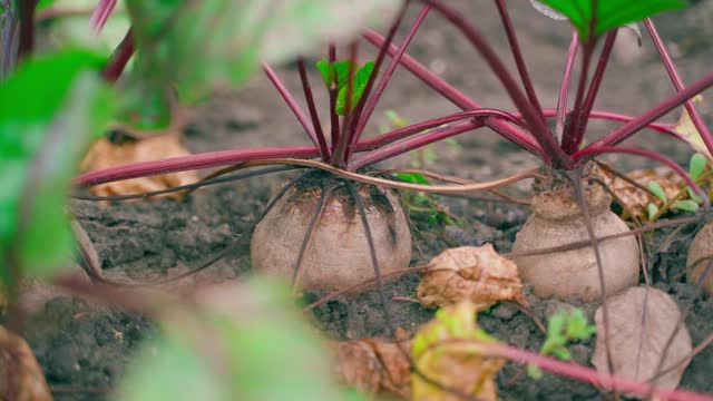 Ripe red beets in the soil on the garden bed, smooth camera glide