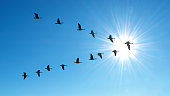 Symmetric V-shaped flight formation of flights of birds over clear sky panoramic view
