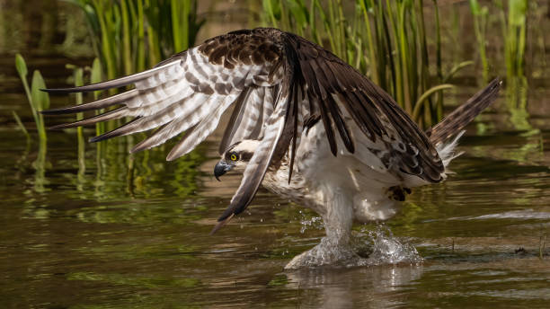 istock Osprey in flight searching for a meal 1485627236