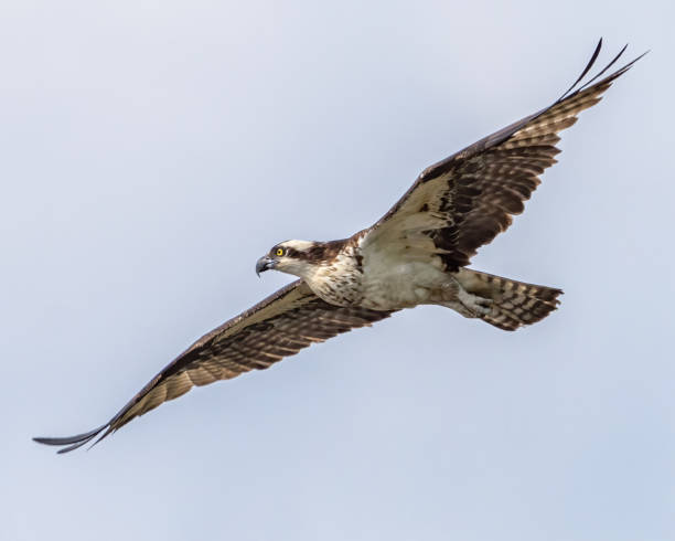 istock Osprey in flight searching for a meal 1485627336