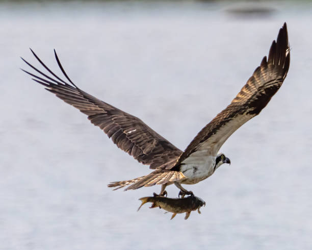 istock Osprey in flight searching for a meal 1485627426