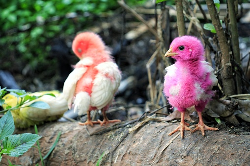 Village chicks.