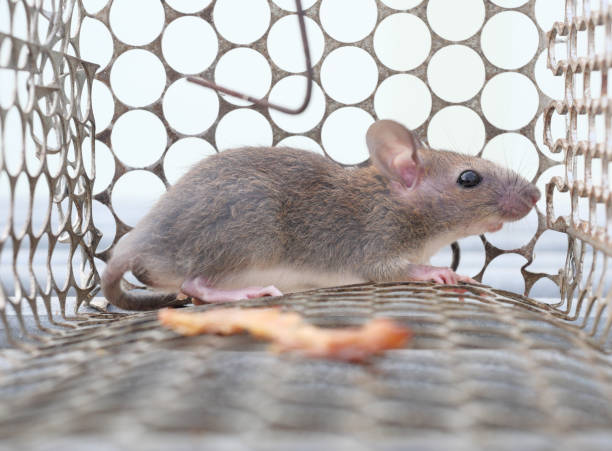 istock Rat in cage mousetrap on white background 1485629408