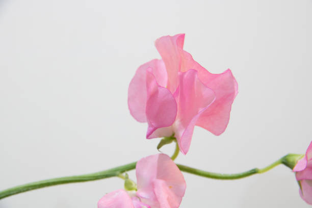Pink sweet pea blooming in front of a white background