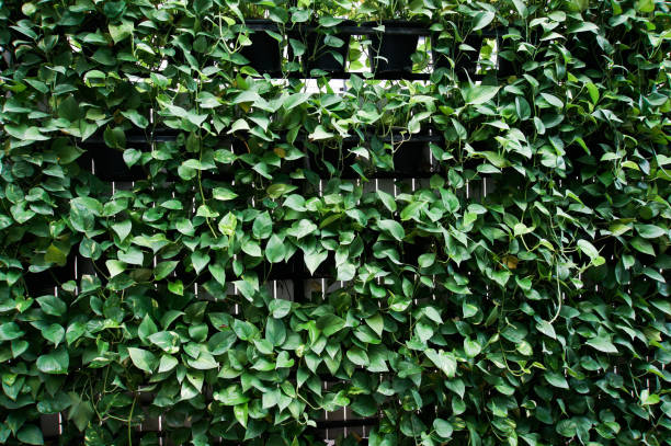 istock Nature green climbing plants on the wall background. 1485631080