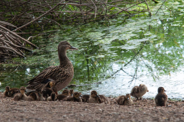 istock Family of Ducks 1 1485633852