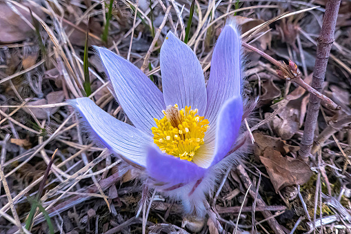 Top view of a Pulsatilla patens is a species of flowering plant in the family Ranunculaceae or also call Eastern pasqueflower and cutleaf anemone. Concept: Early Spring