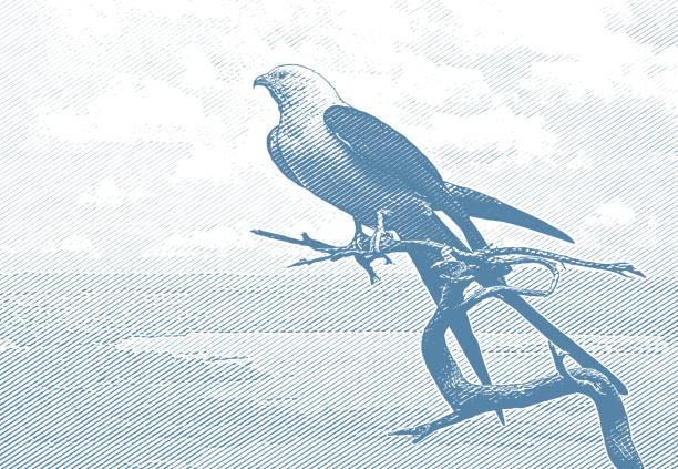 Swallow-Tailed Kite Perching on a tall tree branch