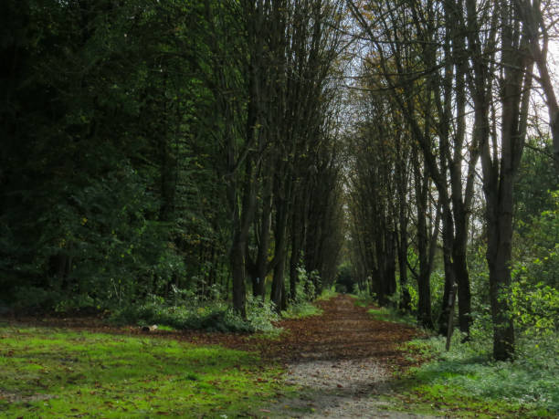 istock Empty avenue of leaves in the Forest, Grevenbroich, Germany 1485638608